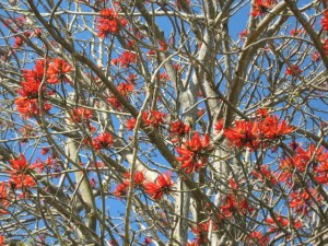 CoralTree