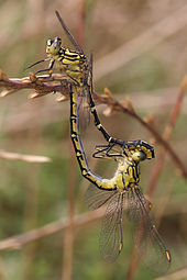 Yellow_striped_hunter_mating