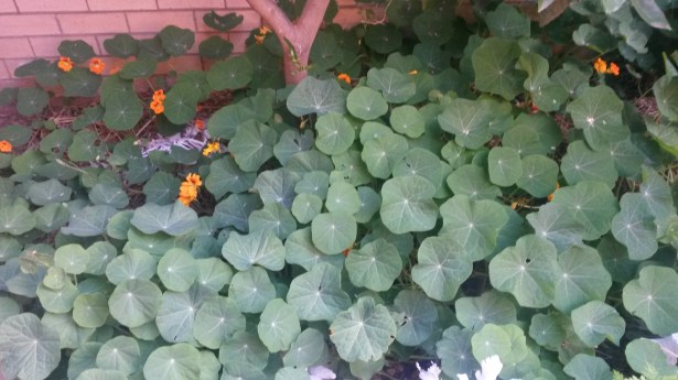 Nasturtiums